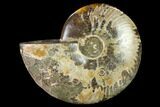 Wide Polished Fossil Ammonite Dish - Madagascar #137405-2